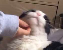 The actor is an animal lover and has cats and dogs in his home.